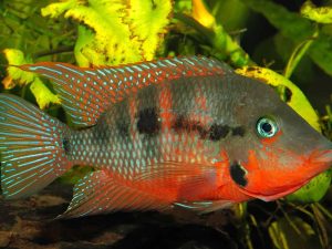 Cara Mengatasi Penyakit Firemouth Cichlid