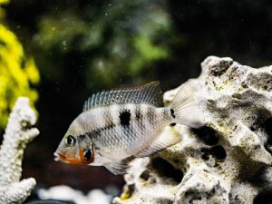 Firemouth Cichlid