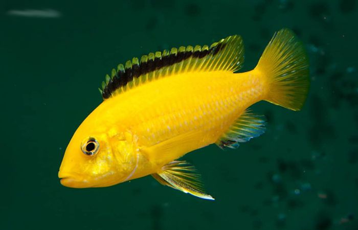 Cara Perawatan Ikan Lemon