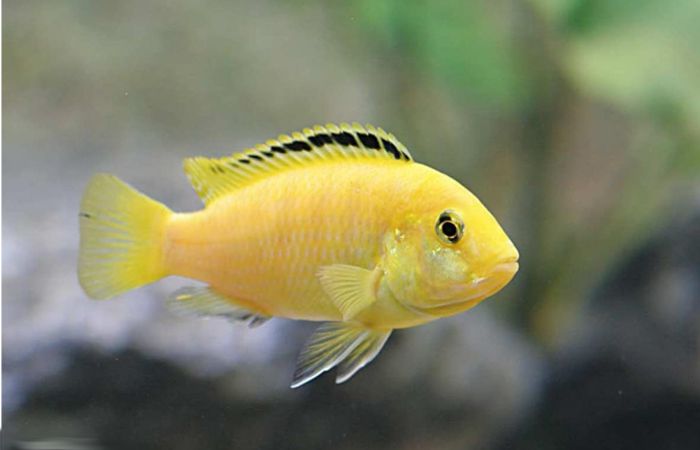 Cara Perawatan Ikan Lemon