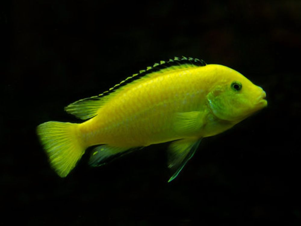 Ikan Lemon