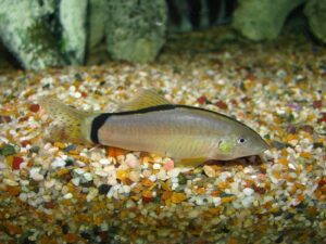 Skunk Loach