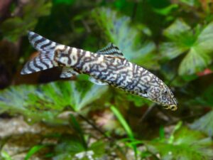 Ikan Botia almorhae (YoYo Loach)