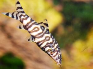 Burmese Border Loach