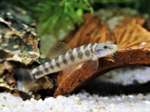 Dwarf Loach