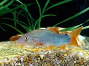 Red-finned Loach (Blue Botia)