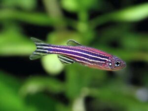 Cara Merawat Ikan Zebra Danio (Danio rerio)