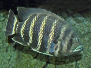 Ikan Zebra Tilapia