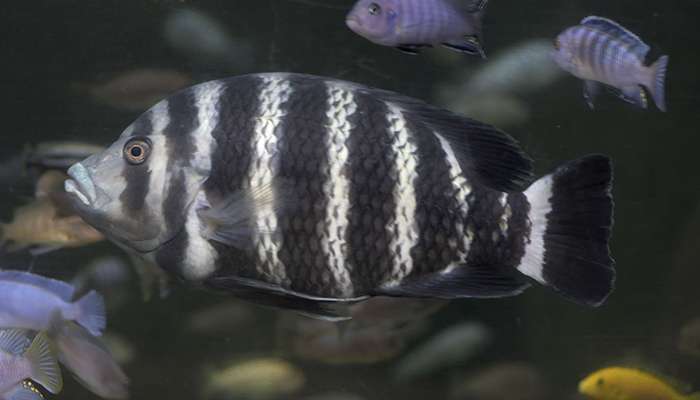 Ikan Zebra Tilapia