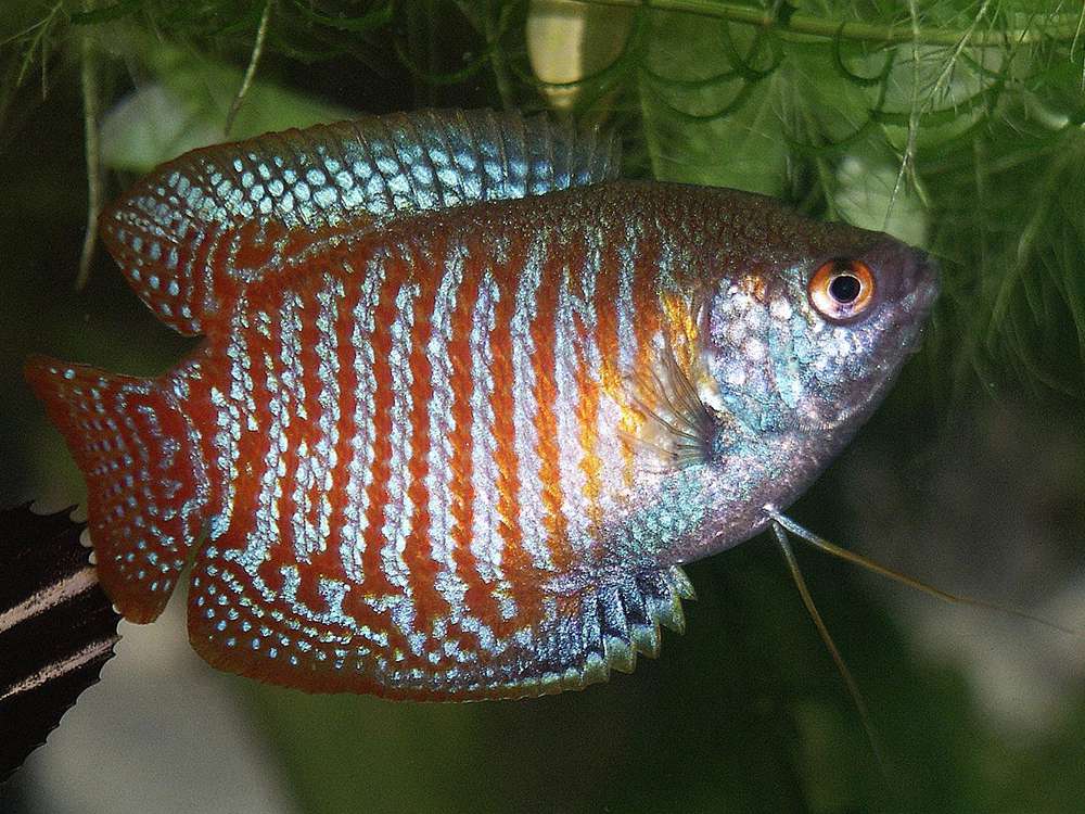 Jenis Ikan Sepat Hias (Trichogaster)