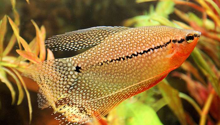 Jenis Ikan Sepat Hias (Trichogaster)
