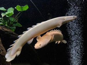 Ikan Palmas Albino